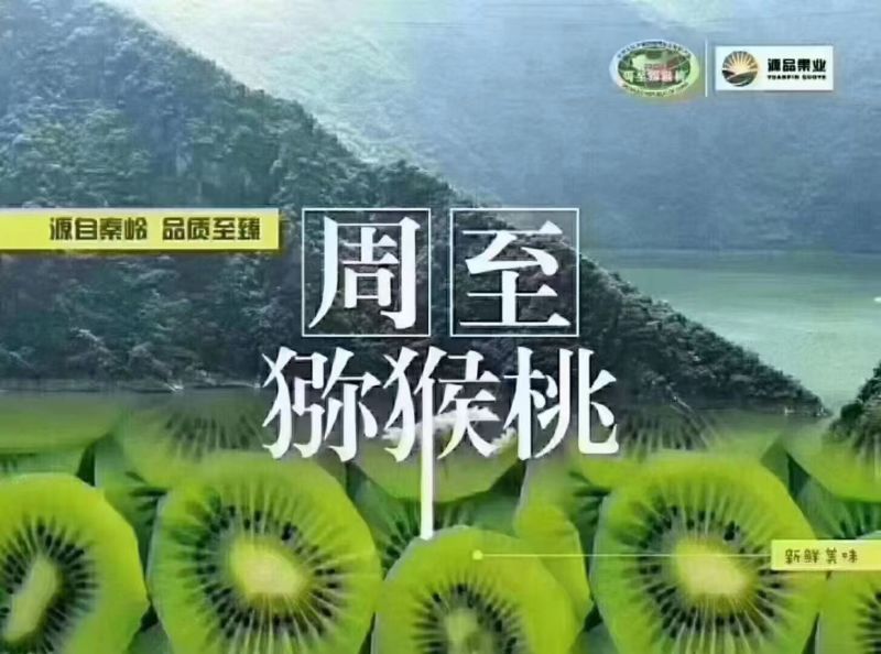 周至秦岭山下翠香猕猴桃