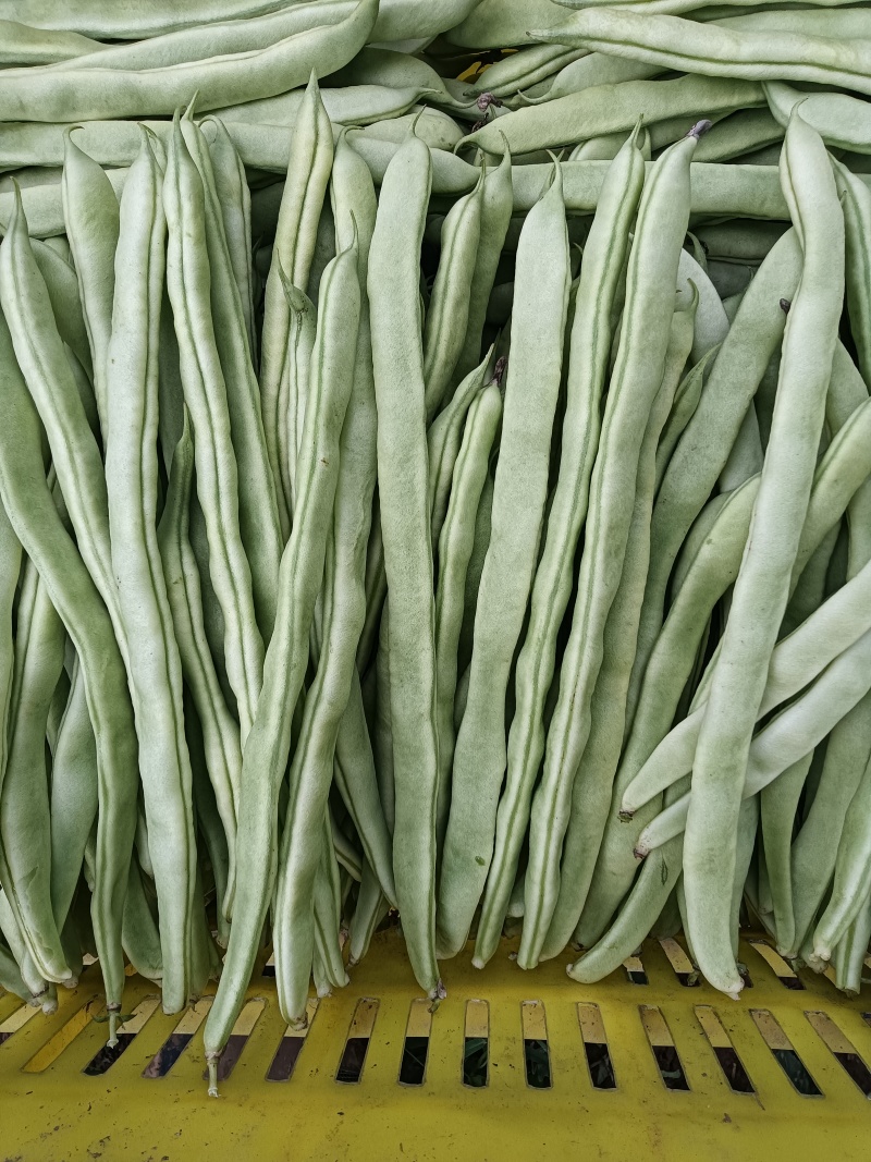 白条豆角