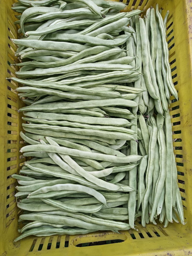 白条豆角