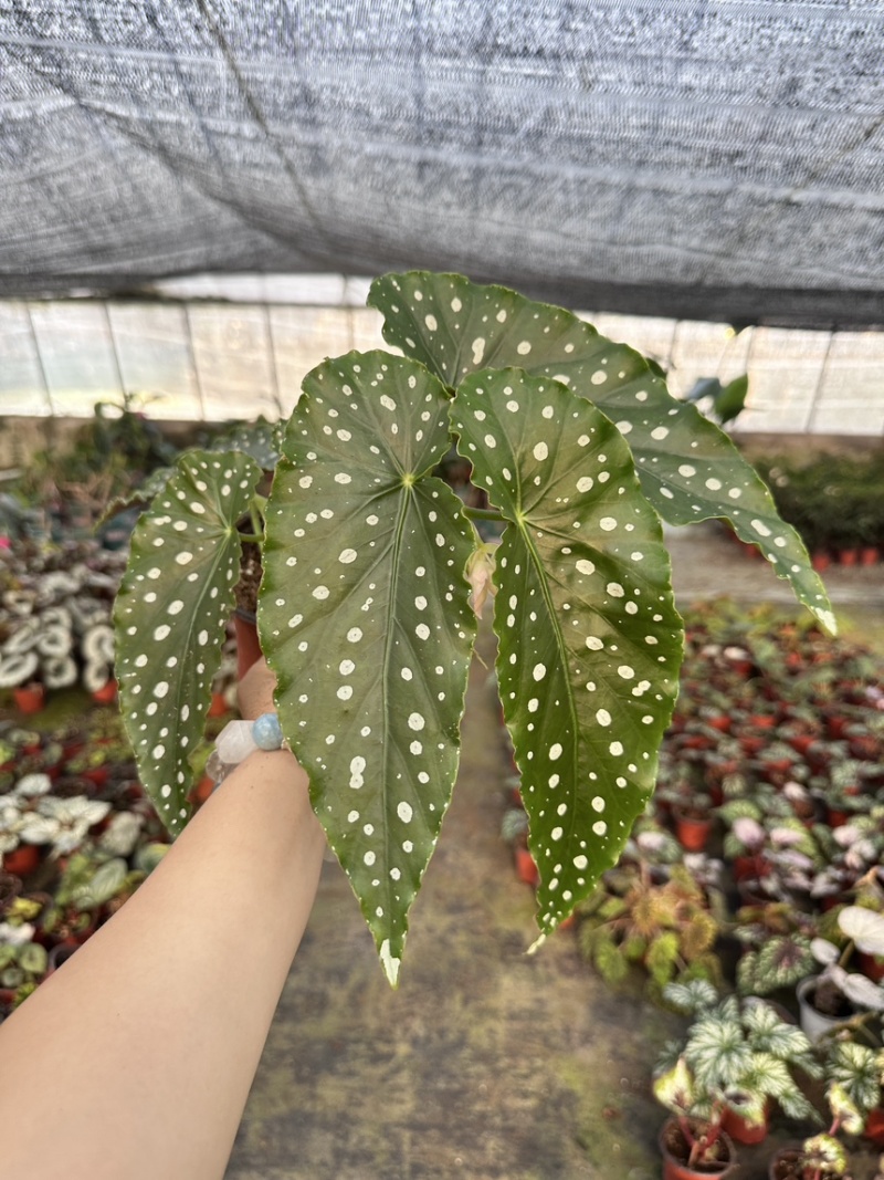 粉旗鱼秋海棠