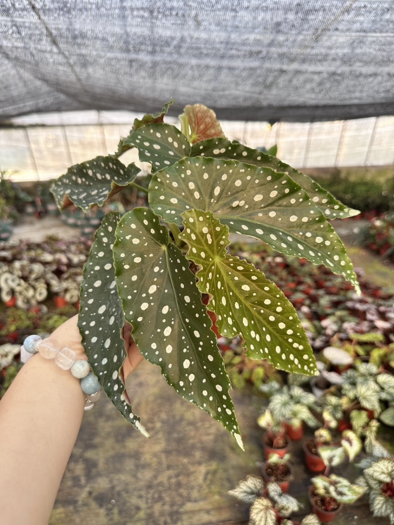 粉旗鱼秋海棠