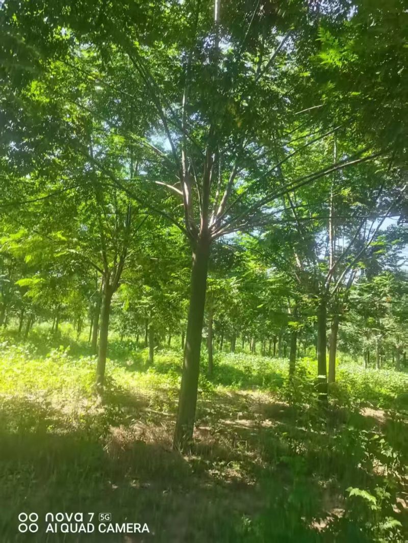 苦楝树12公分14公分15公分16公分18公分20公分