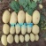 【推荐】土豆种子/微型薯/品种齐全/视频看货/欢迎咨询