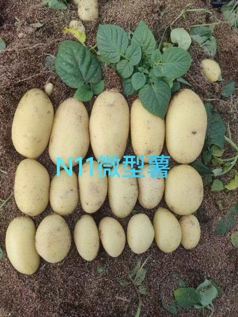 【推荐】土豆种子/微型薯/品种齐全/视频看货/欢迎咨询