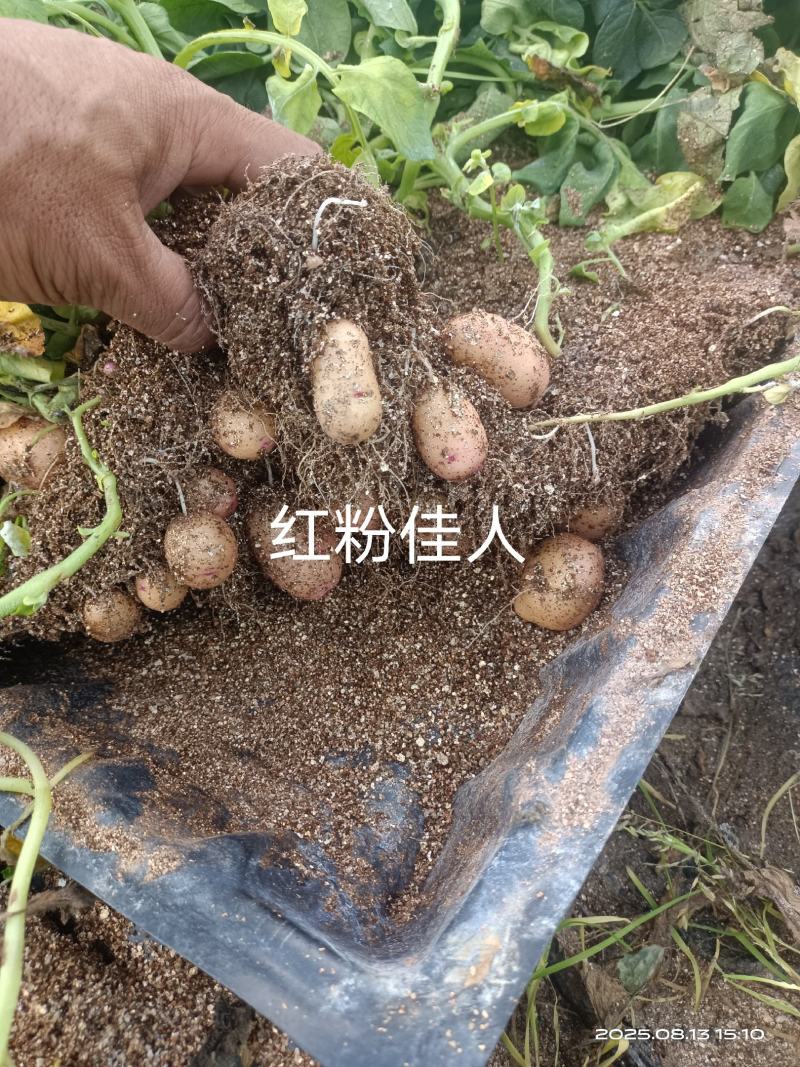 【推荐】土豆种子/微型薯/品种齐全/视频看货/欢迎咨询