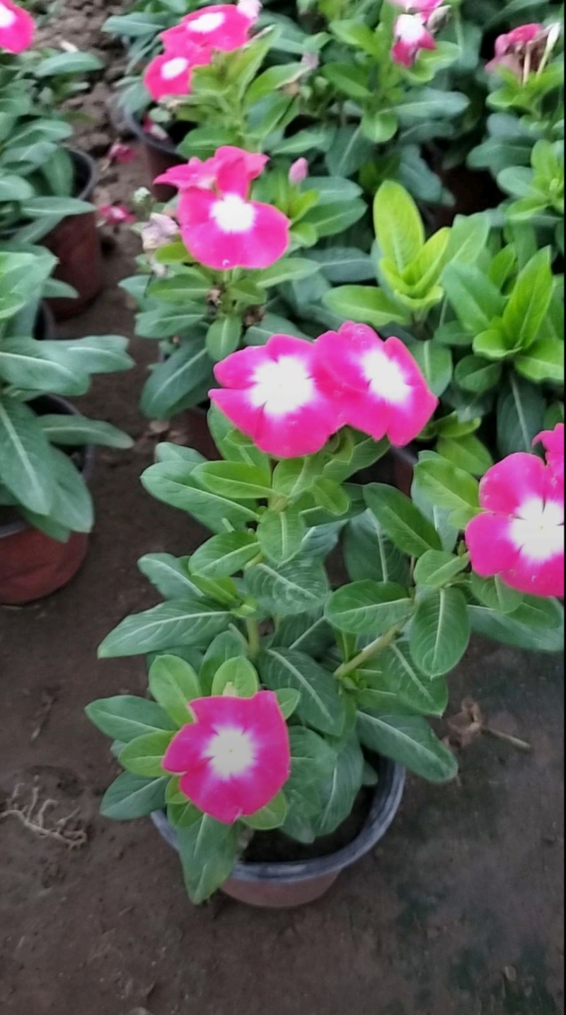 基地大量出售长春花