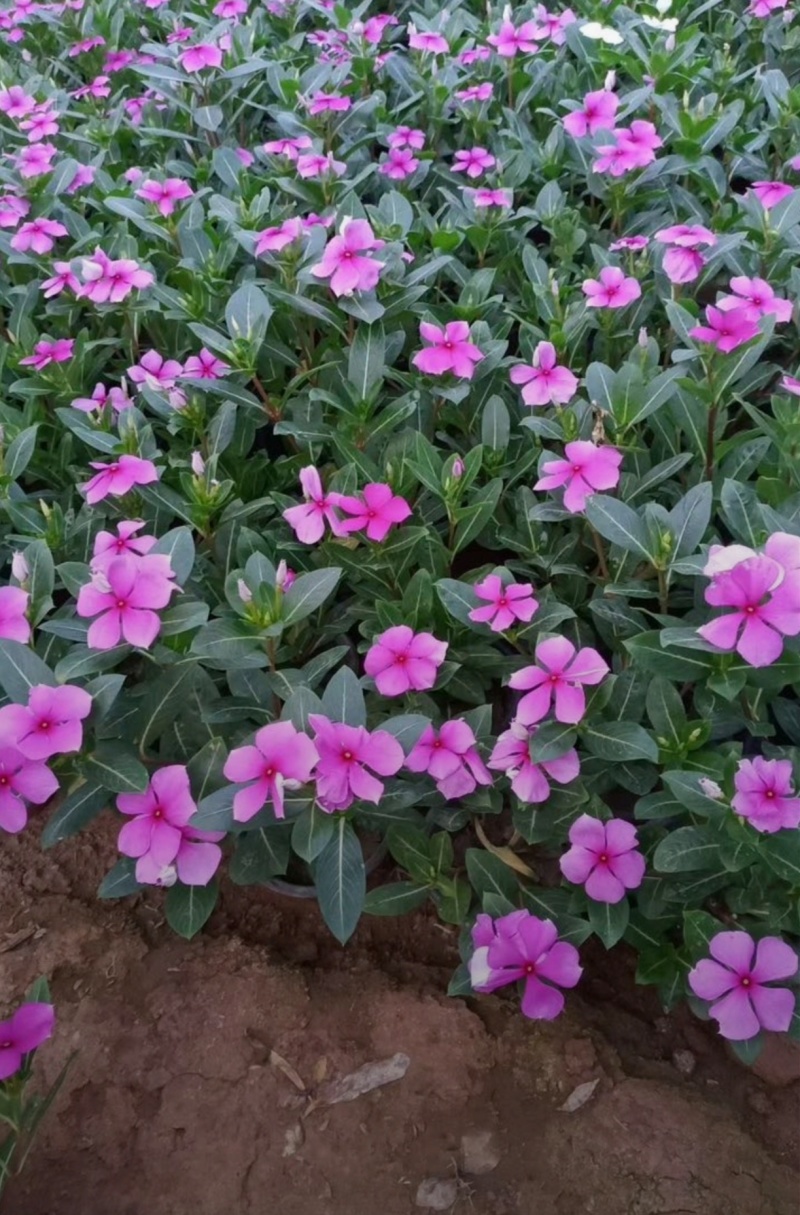 基地大量出售长春花