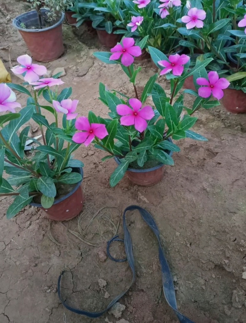 基地大量出售长春花