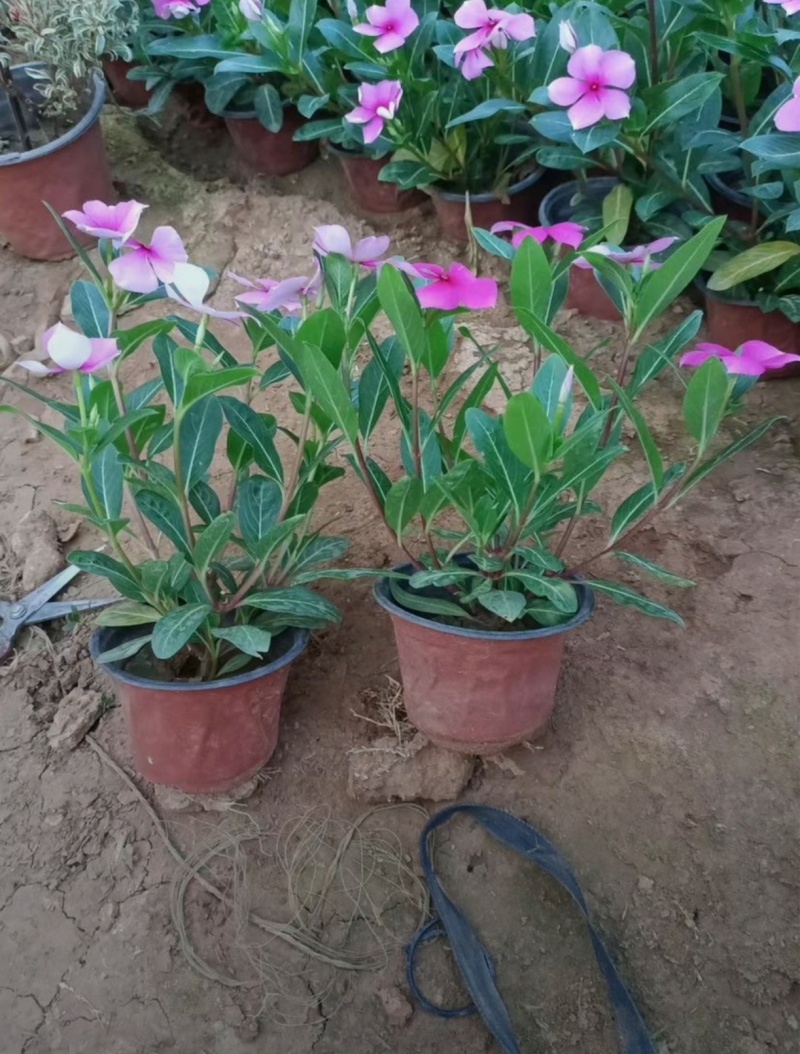 基地大量出售长春花