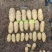 【推荐】土豆种子/微型薯/品种齐全/视频看货/欢迎咨询