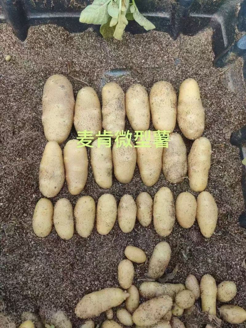 【推荐】土豆种子/微型薯/品种齐全/视频看货/欢迎咨询