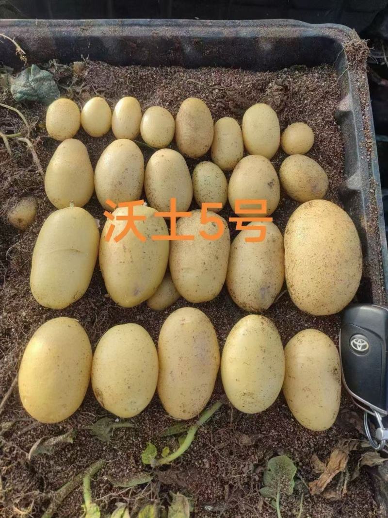 【推荐】土豆种子/微型薯/品种齐全/视频看货/欢迎咨询