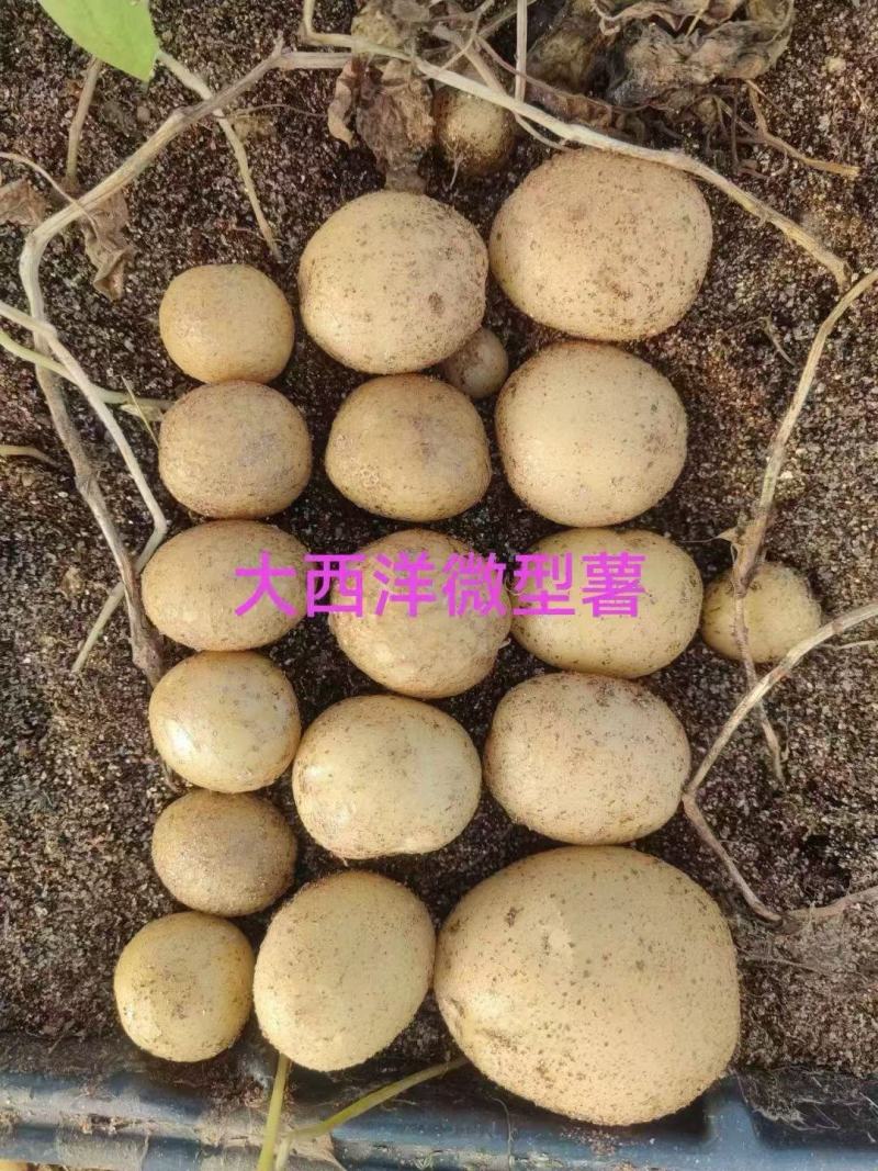 【推荐】土豆种子/微型薯/品种齐全/视频看货/欢迎咨询