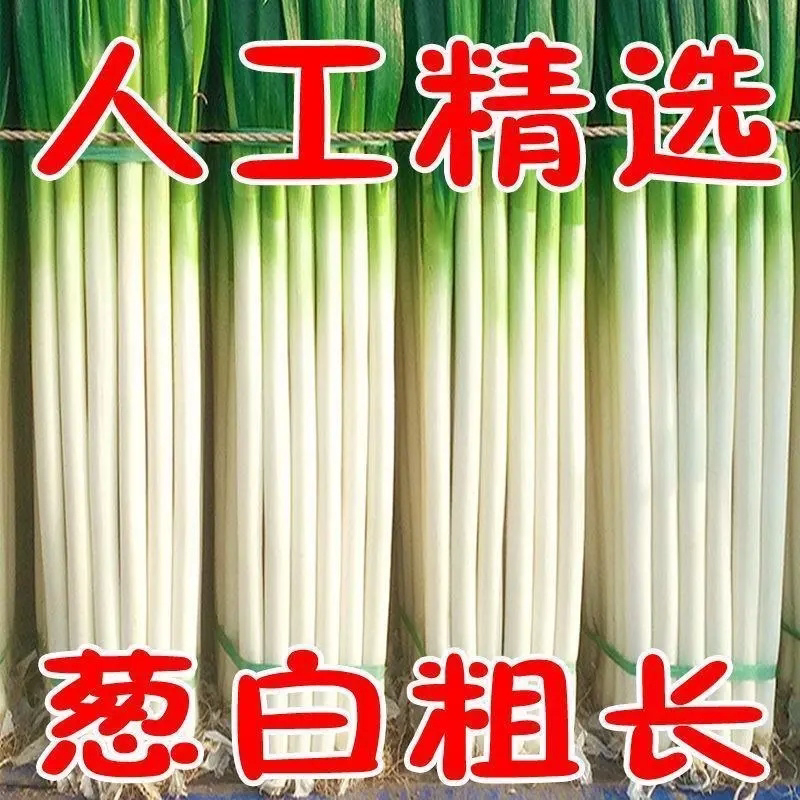 忻州铁杆大葱，叶短葱白长，自种一手货源，量大价优全国发货