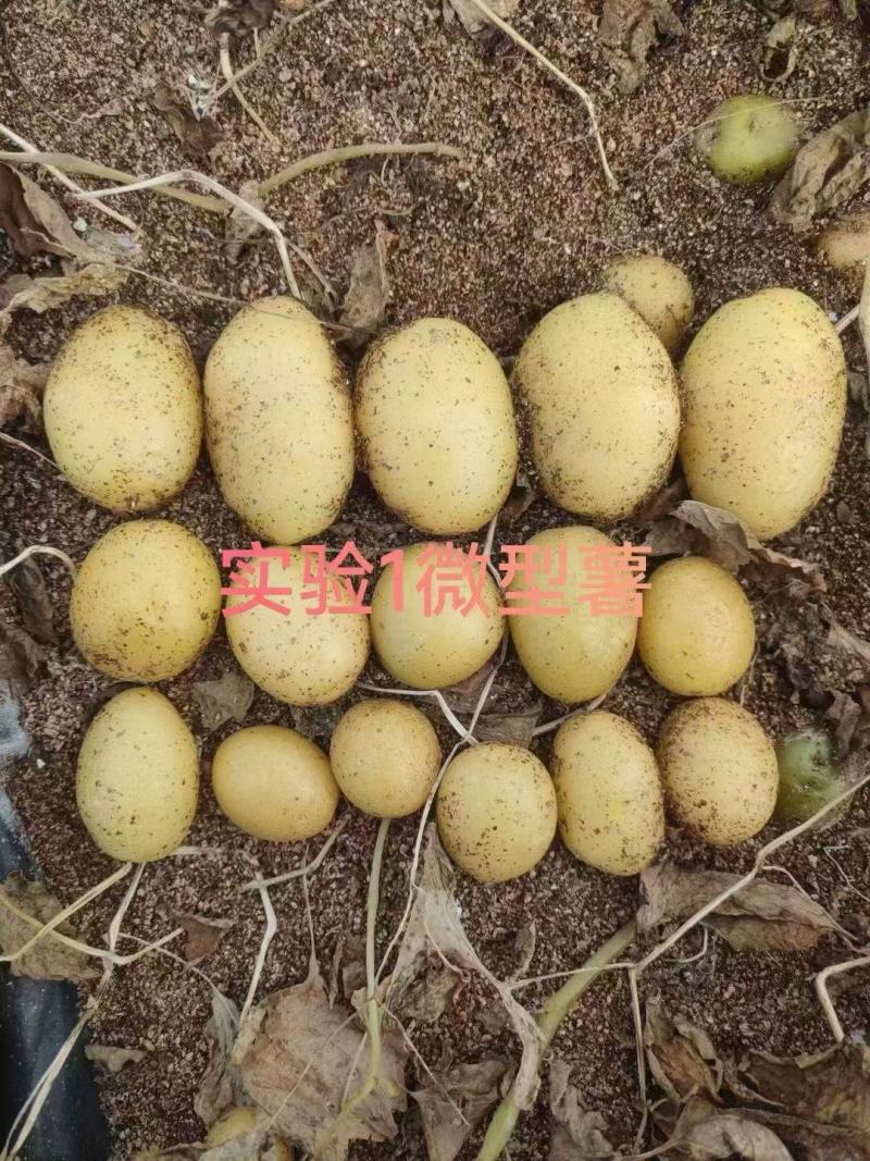 【推荐】土豆种子/微型薯/品种齐全/视频看货/欢迎咨询