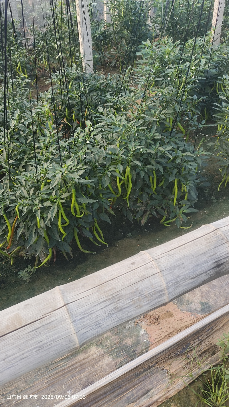 大量出售黄线椒自售也可代购有需要的老板联系