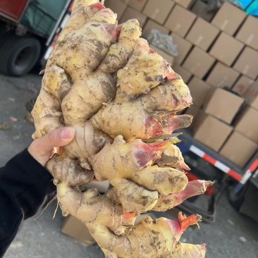 河南【大黄姜】产地一手货保质保量电商/市场批发/商超