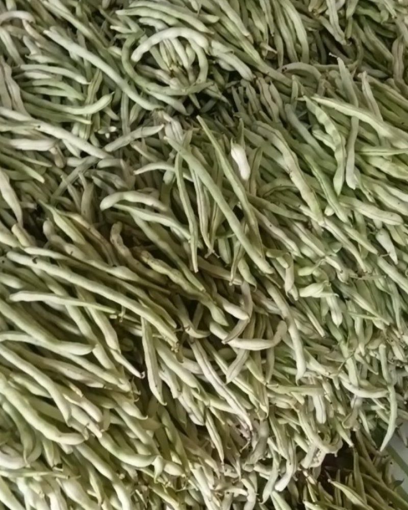 白条豆角，新鲜采摘，一手货源