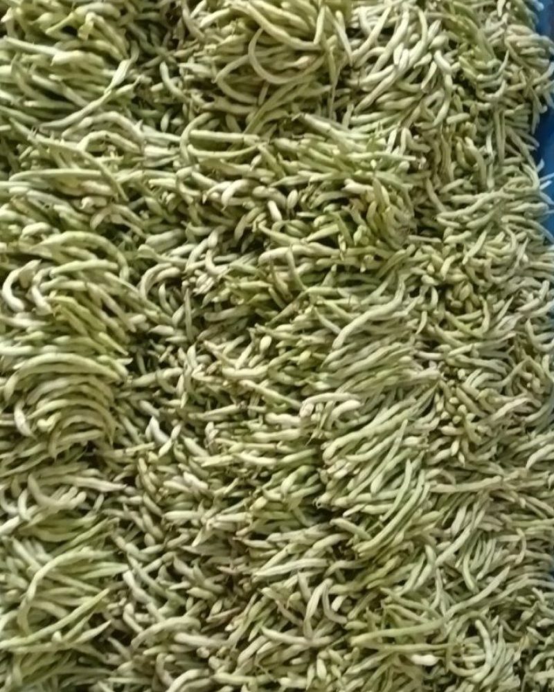 白条豆角，新鲜采摘，一手货源