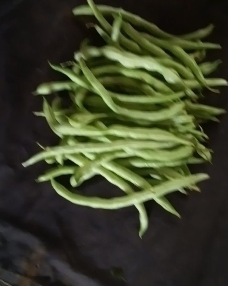 白条豆角，新鲜采摘，一手货源