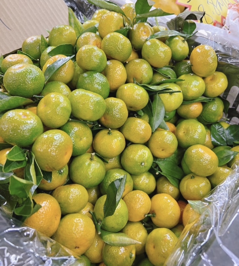湖北宜昌特早蜜橘大量接单产地直发量大从优欢迎来电