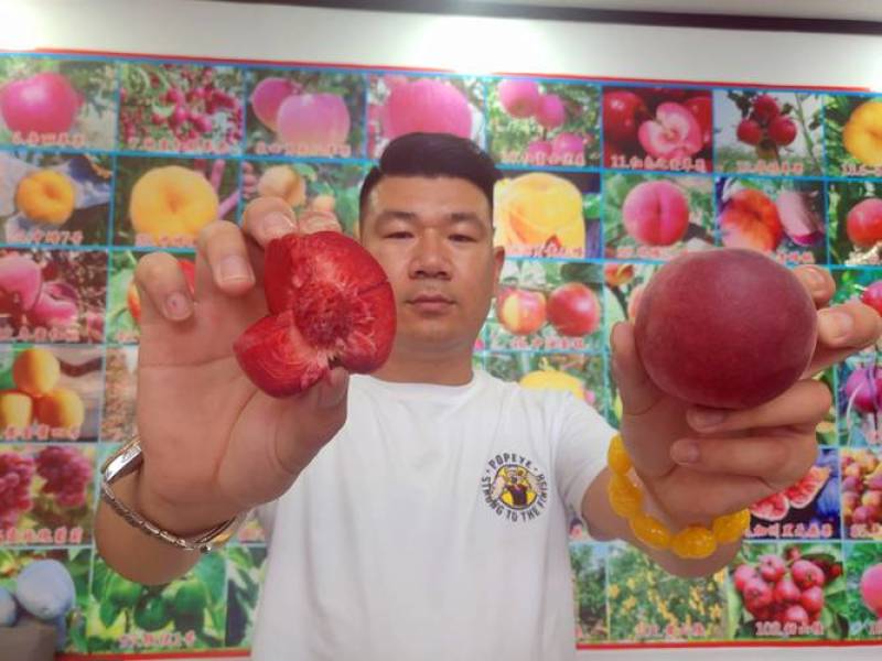 山东血桃树苗果园直发特早熟巨盛一号天仙红红肉血蟠桃保真品