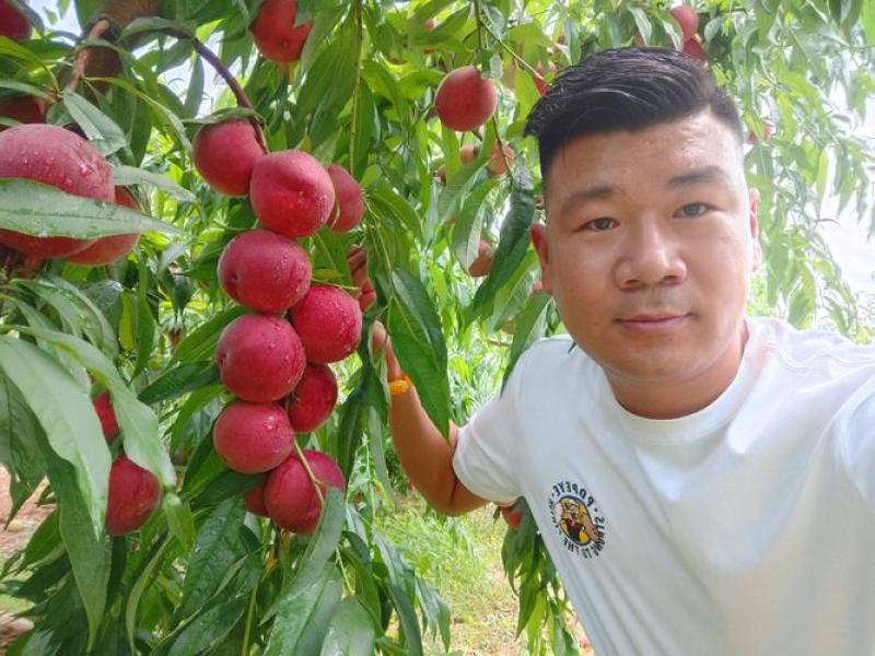山东血桃树苗果园直发特早熟巨盛一号天仙红红肉血蟠桃保真品