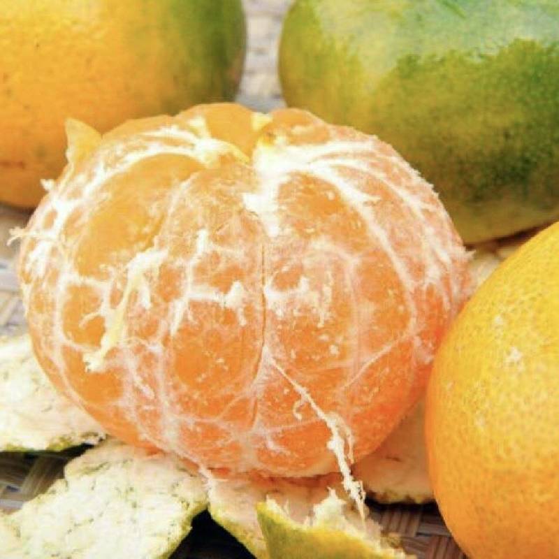 【推荐】特早蜜橘大量供应品质保证量大从优欢迎来电