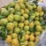 【推荐】特早蜜橘大量供应品质保证量大从优欢迎来电