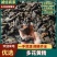 九蒸九晒黄精大量上市，产地直发，品质保证，服务周到