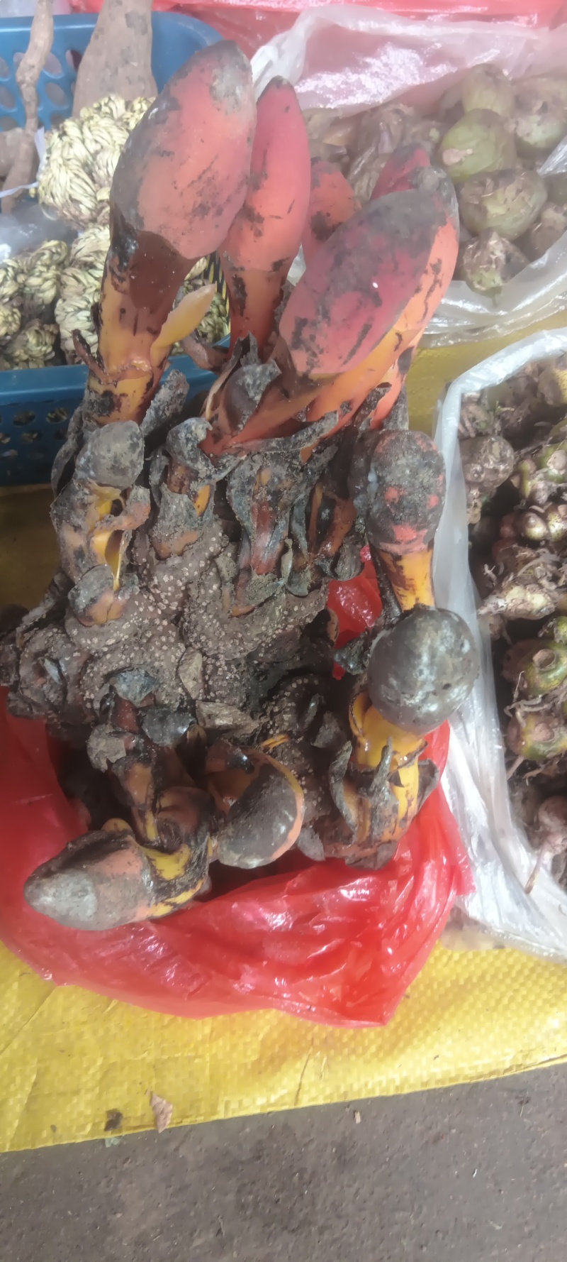 回春草养生！回春草！中越山区货品！一手好货！