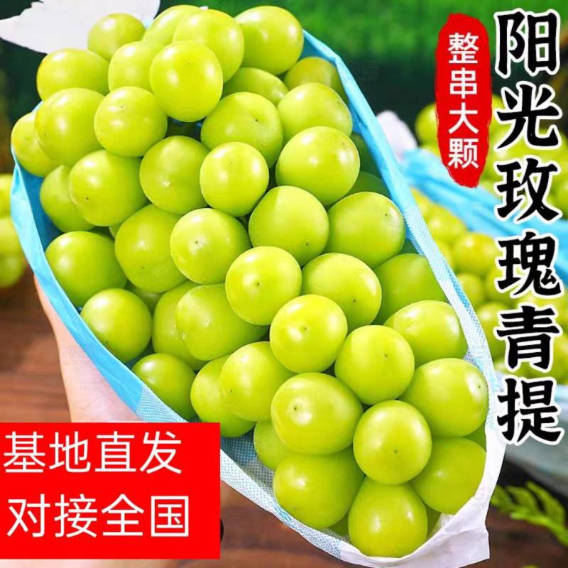 山东精品阳光玫瑰色泽金黄口感超甜田间地头现摘现发支持视频