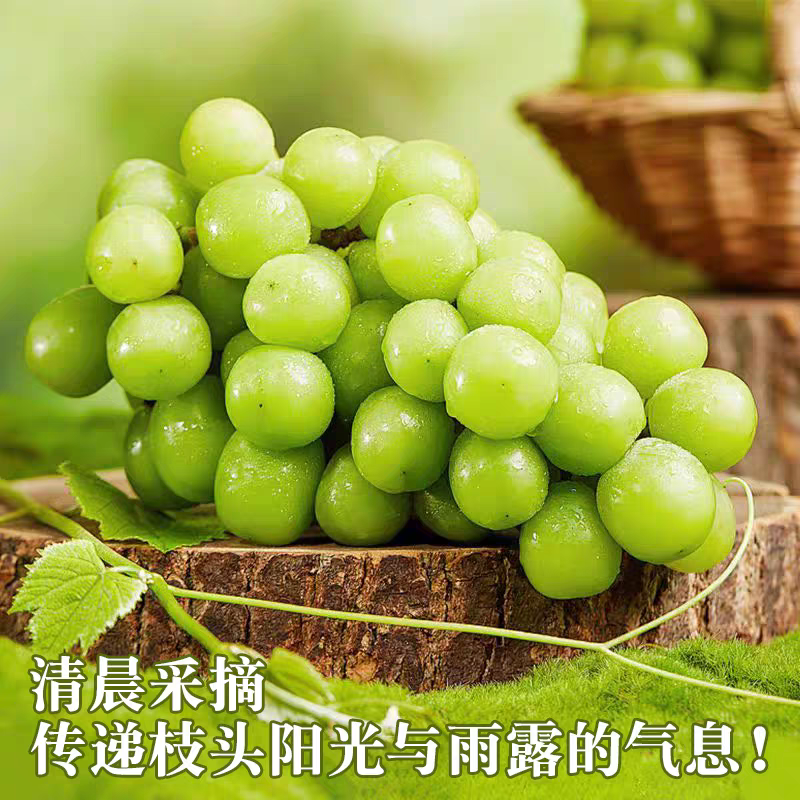 山东精品阳光玫瑰色泽金黄口感超甜田间地头现摘现发支持视频