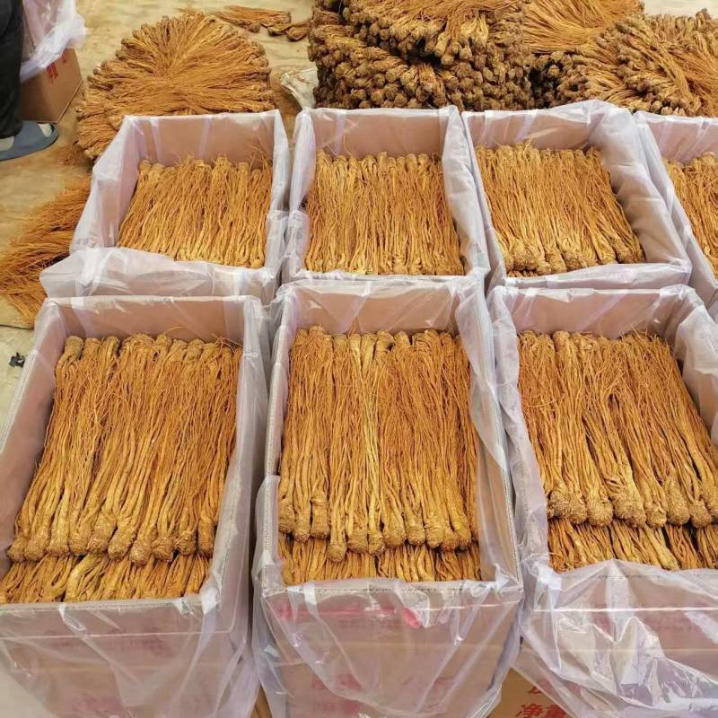 正宗甘肃岷县水洗黄当归货源稳定质量保证原产地直发