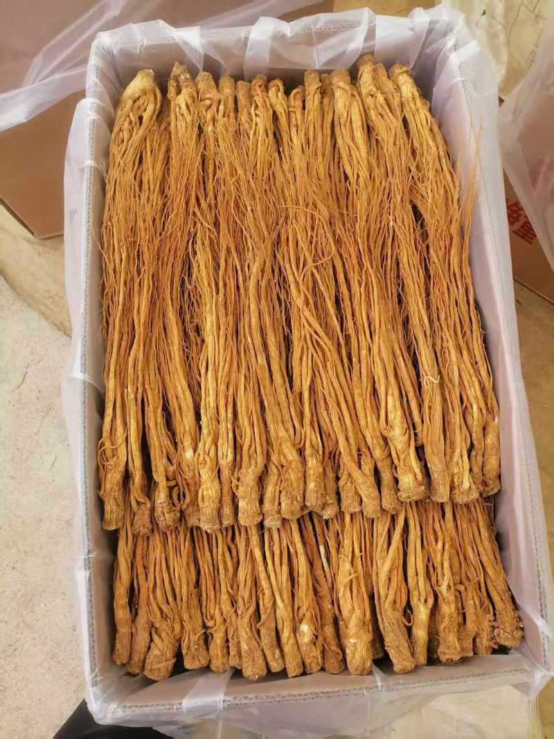 正宗甘肃岷县水洗黄当归货源稳定质量保证原产地直发