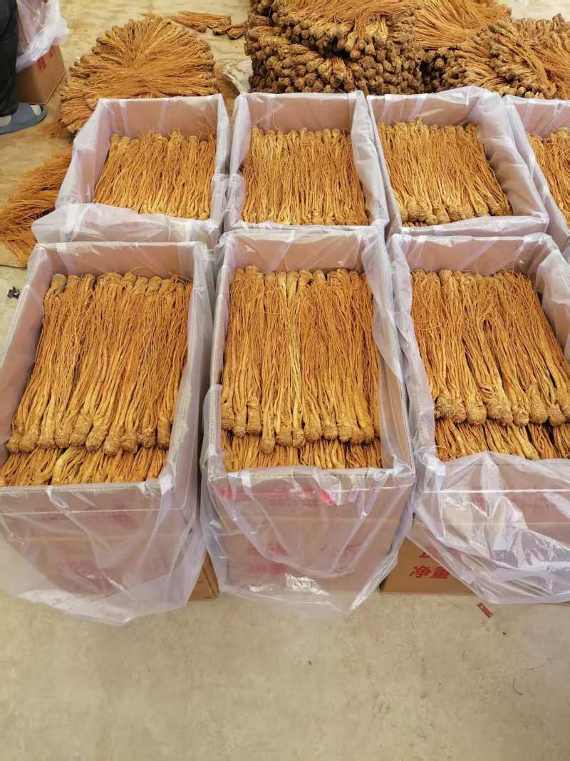 正宗甘肃岷县水洗黄当归货源稳定质量保证原产地直发
