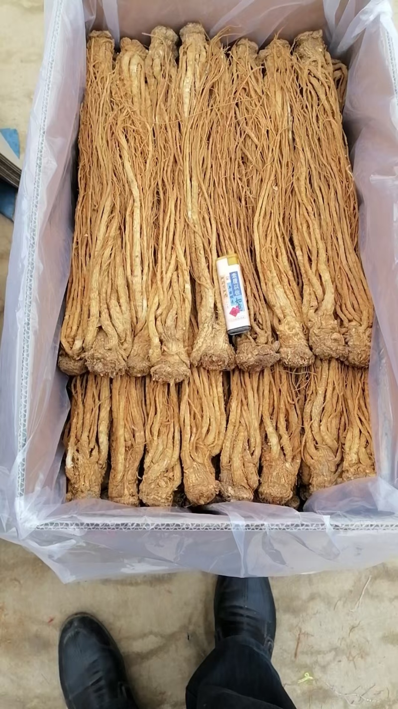 正宗甘肃岷县水洗黄当归货源稳定质量保证原产地直发