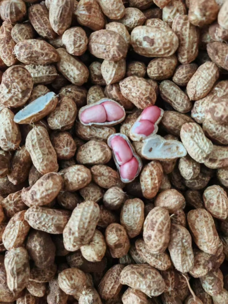 江苏双粒红大颗粒鲜花生，接代发