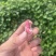 江苏双粒红大颗粒鲜花生，接代发