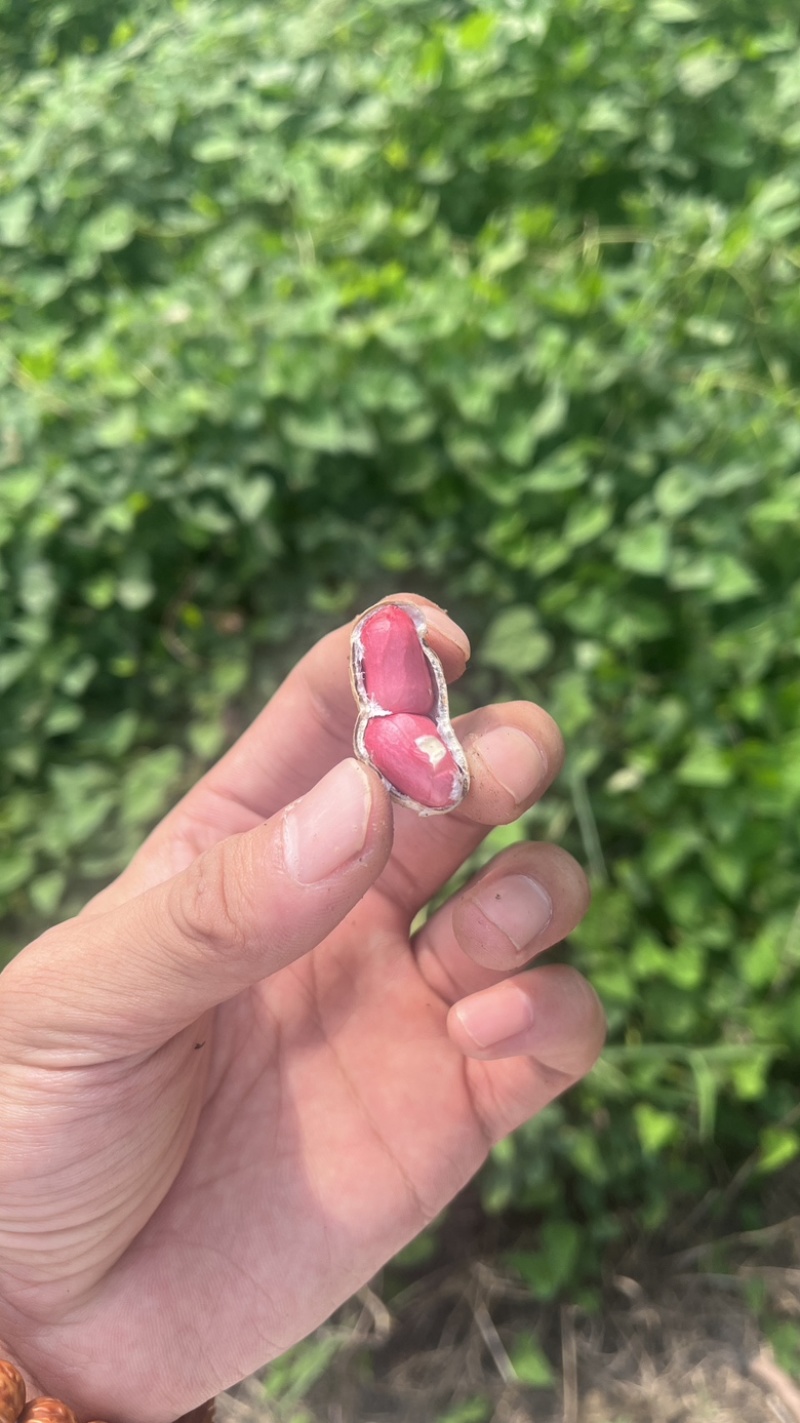 江苏双粒红大颗粒鲜花生，接代发