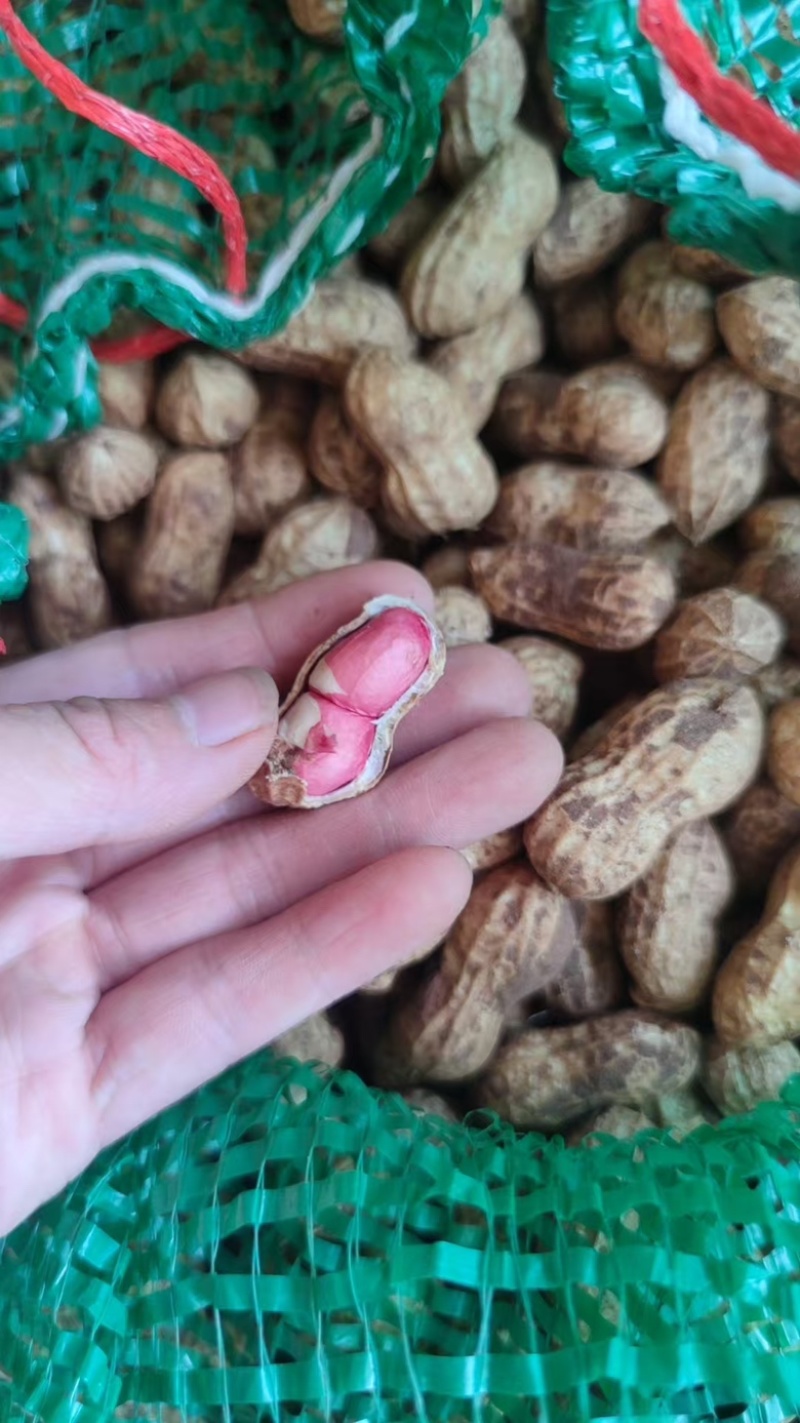 江苏双粒红大颗粒鲜花生，接代发