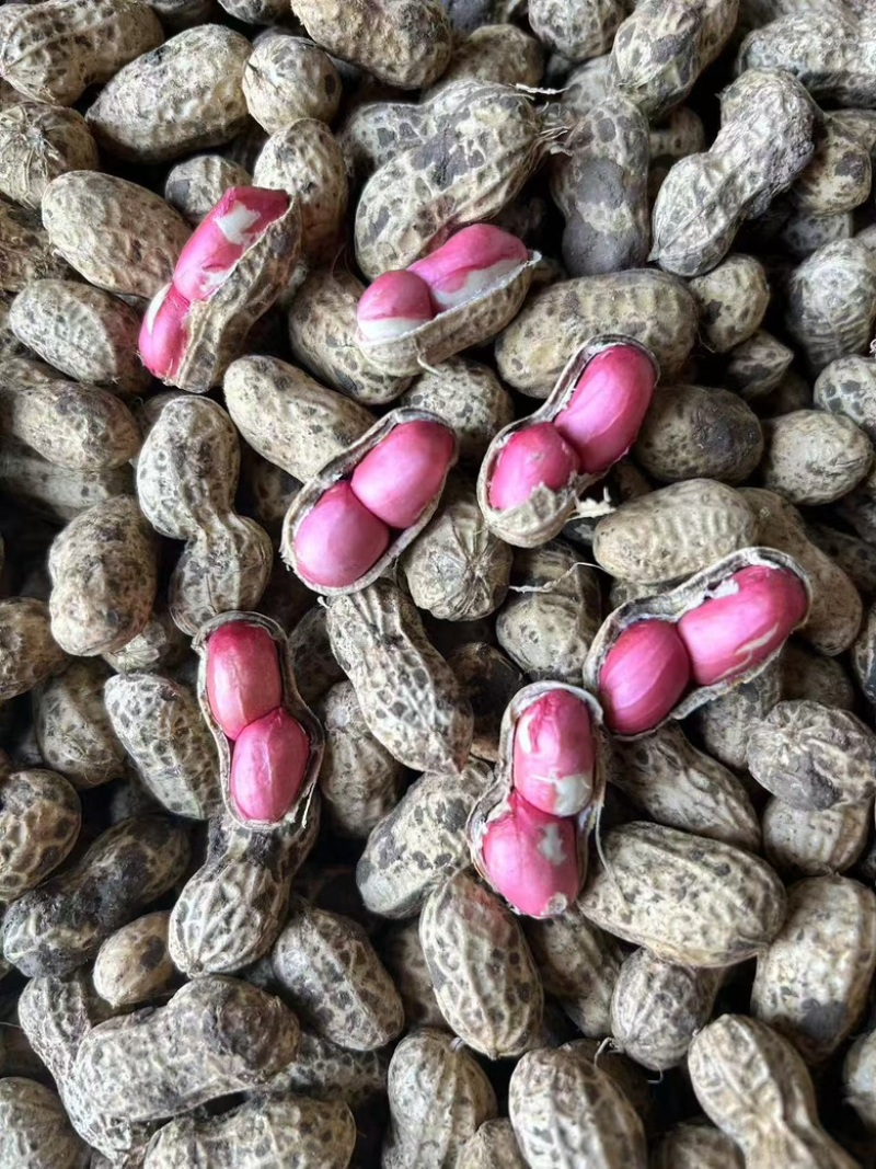 江苏双粒红大颗粒鲜花生，接代发