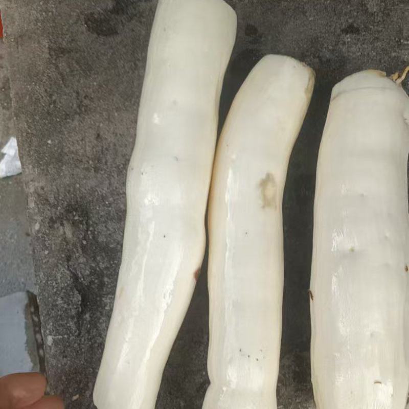 广西一手货源木薯新鲜上市价格美丽质量好走货快欢迎询价热卖