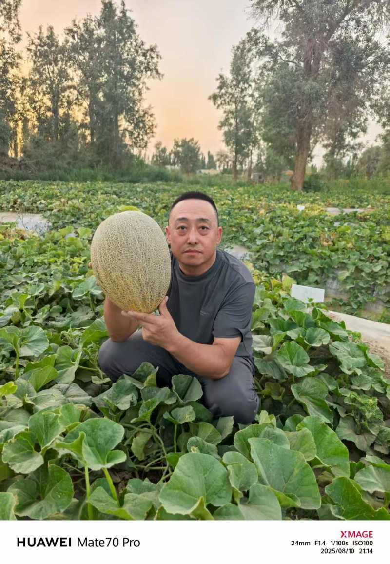 创科蜜二十五号新86哈蜜瓜抗病种腔较小果肉质转细