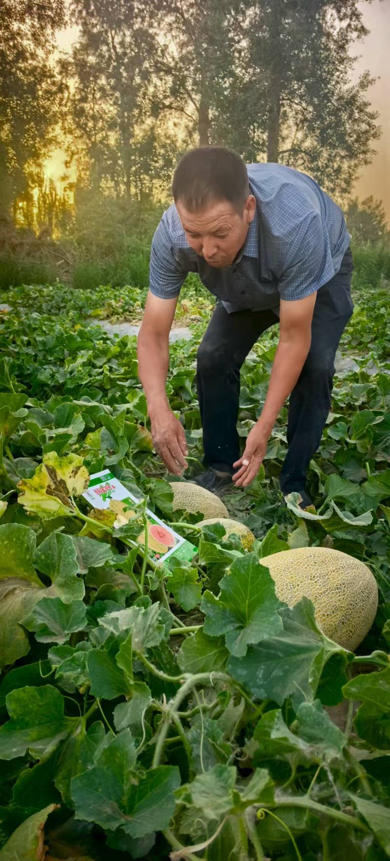 创科蜜二十五号新86哈蜜瓜抗病种腔较小果肉质转细