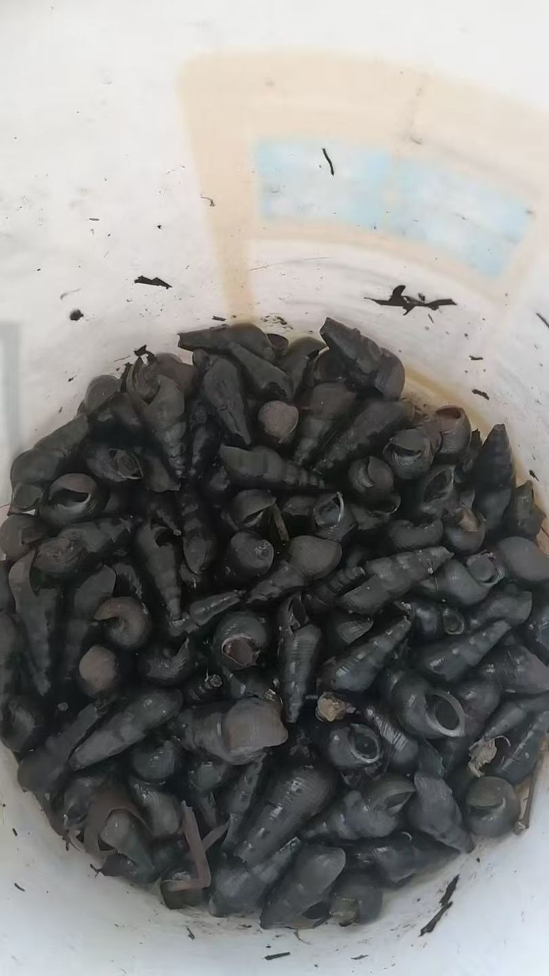 海南山坑螺