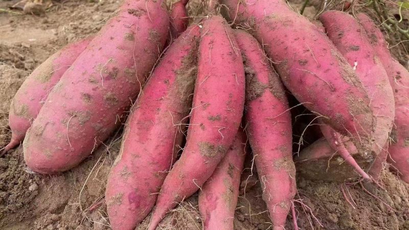 蜜薯西瓜红玫瑰红冀26烟25大量供应代发全国