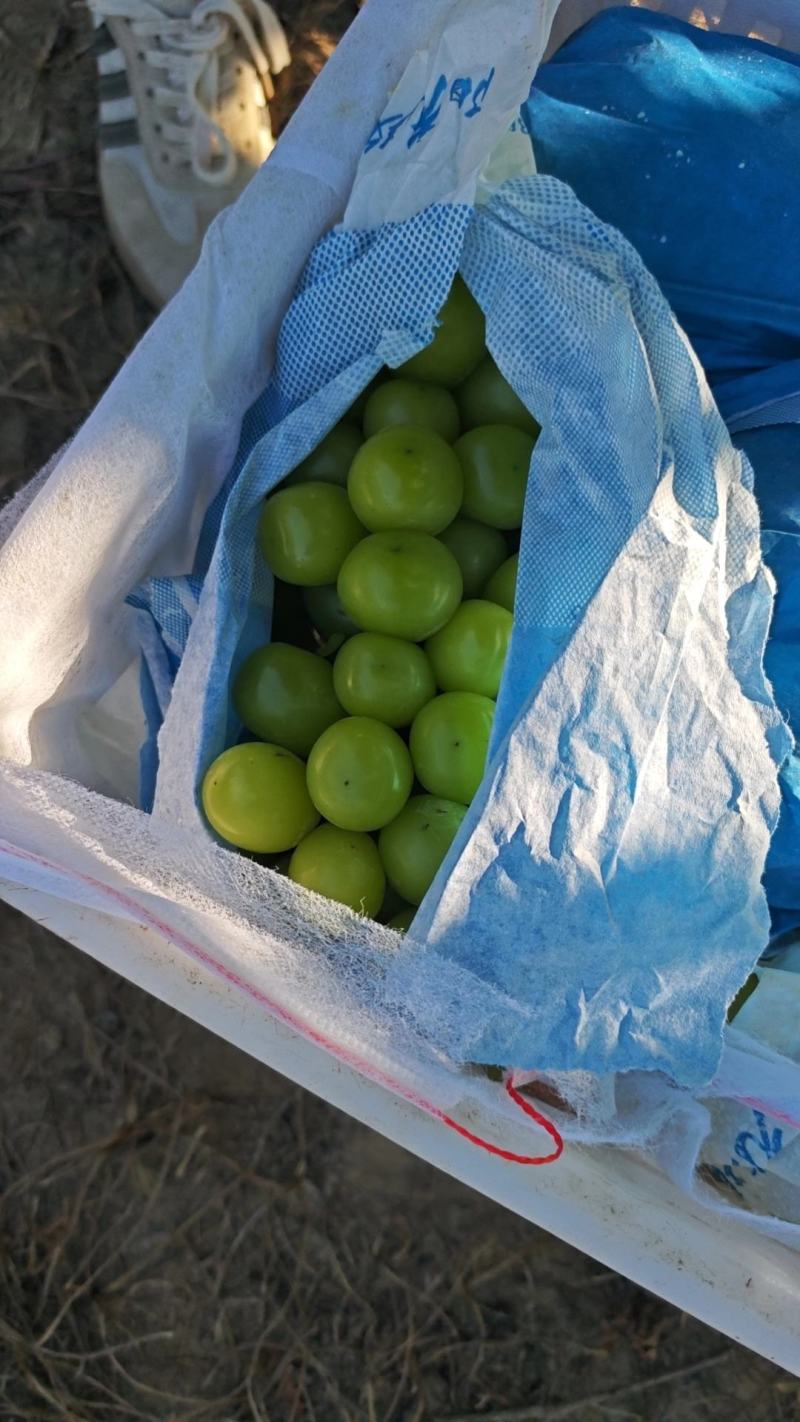 阳光玫瑰