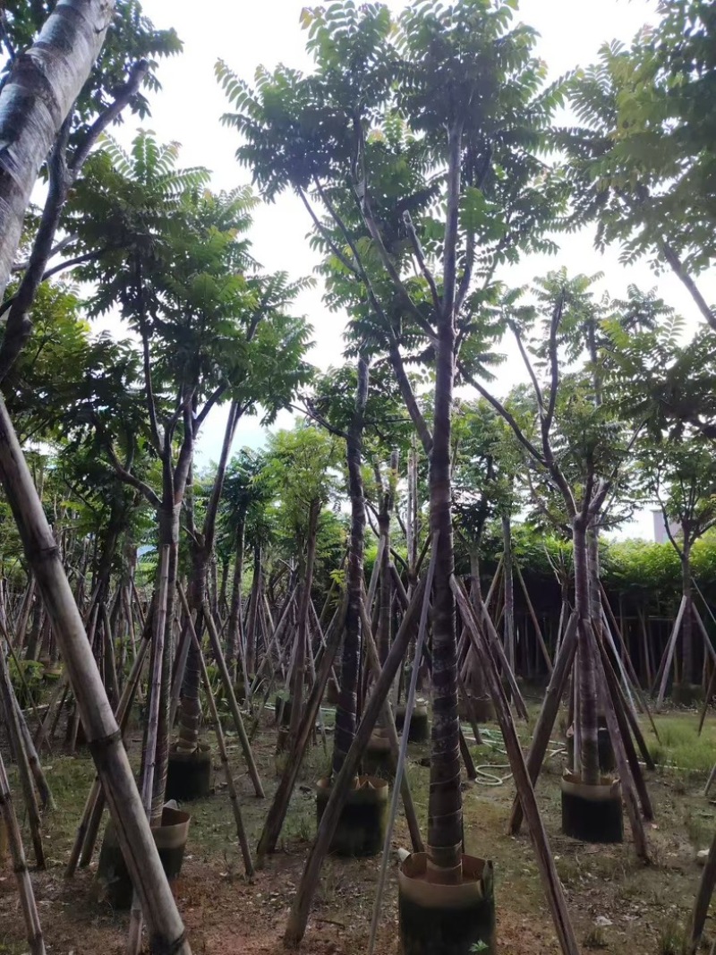 特级麻楝12～14分，