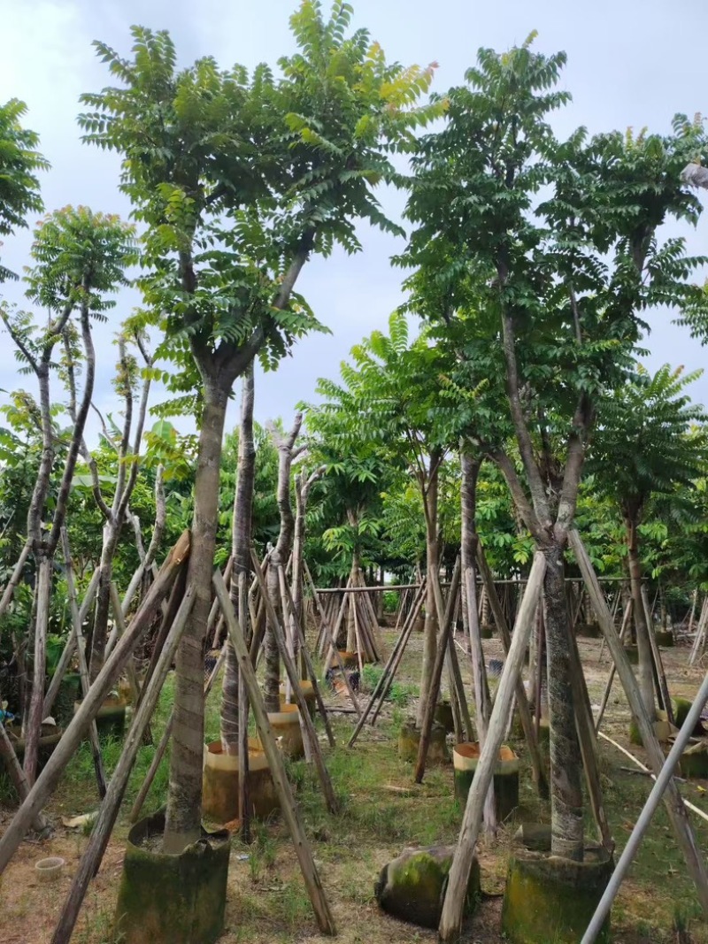 特级麻楝12～14分，